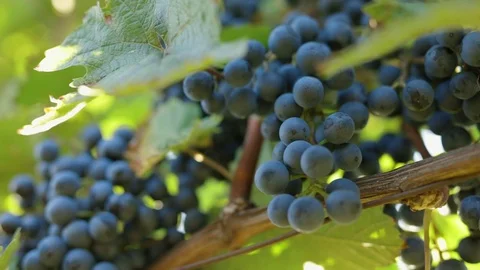 Bottom view of ripe blue grapes in a vineyard Stock Footage 116619903