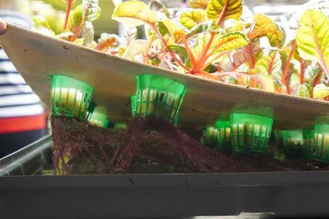 Bottom view of the roots of red-leaf lettuce grown using hydroponics in a g.. 写真素材