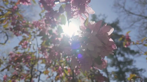 Bottom view of rose-colored Crabapple flowers in full bloom against blue sky on Stock Footage 329197368