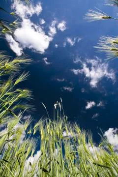 Bottom view on rye Stock Photos
