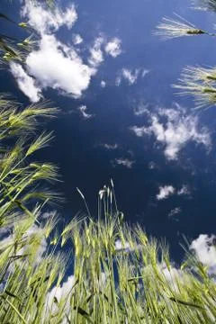 Bottom view on rye Stock Photos