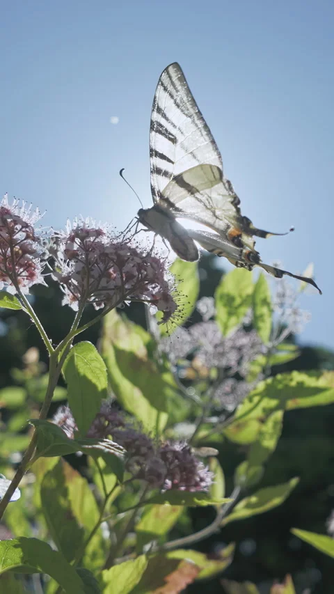 Bottom view of Scarce Swallowtail butterfly as it drinks nectar from rosy pink Stock Footage 337449336