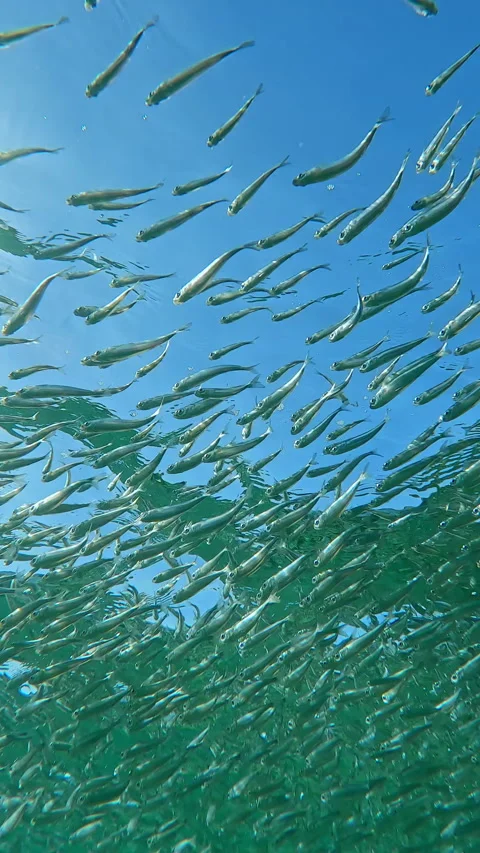 Bottom view: school of Silversides Atherina swimming under water surface shining Stock Footage 320609832