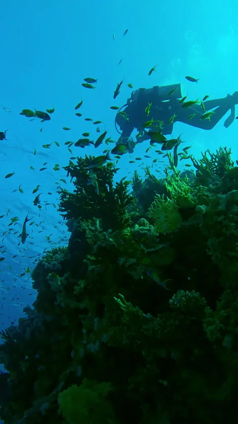 Bottom view of scuba diver swims above top of coral pillar in deep water Stock Footage 328199908