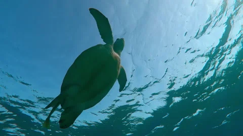 Bottom view of Sea Turtle swimming in turquoise water up towards the surface and Stock Footage 309602970