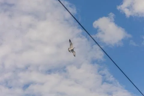 Bottom View of Seagull Flying Under Clouds and Blue Sky Фото