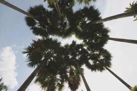 A bottom view to several palms in the Botanic garden near Pattaya city Stock Photos