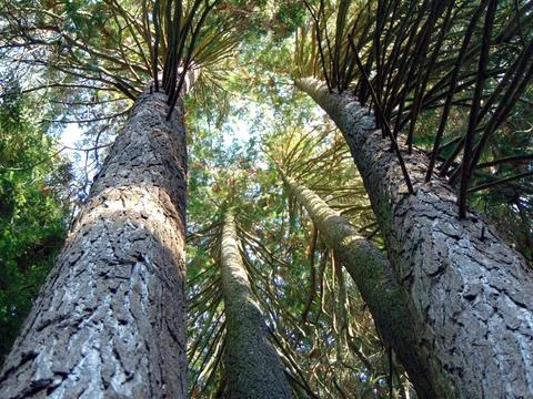 Bottom view of several trees and their branches Fotos Stock