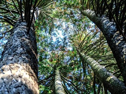 Bottom view of several trees and their branches Stockfoto's