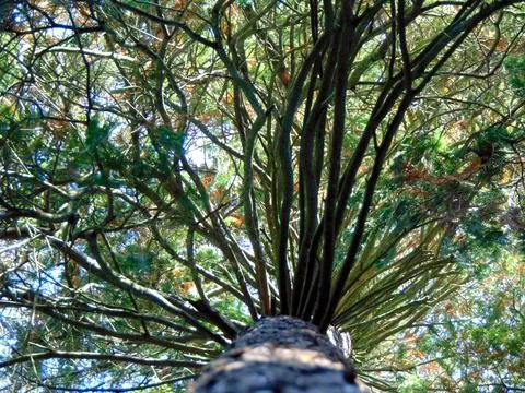 Bottom view of several trees and their branches Фото
