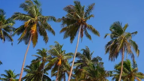 Bottom view shoot of beautiful palm trees with coconuts on the tropical island Stock Footage 106376434