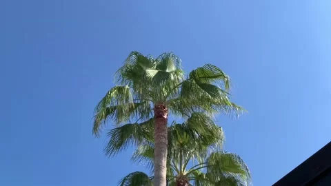 Bottom view shoot of beautiful palm trees on the tropical island during summer v 스톡 동영상 218583619
