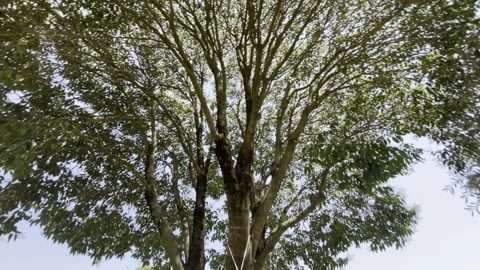 Bottom view shot on amazing high tree from swinging hammock against sky Stock Footage 319857650