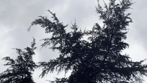 Bottom view shot of scary cloudy sky and strong wind blowing high pine tree Video stock 313339236