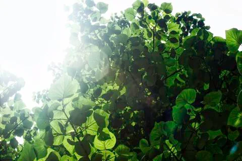 Bottom view shot of a tree against sun rays in Indian himalaya Stock Photos