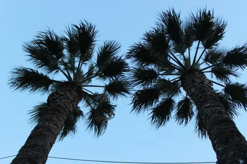 Bottom view shot of two couple palm trees Foto stock