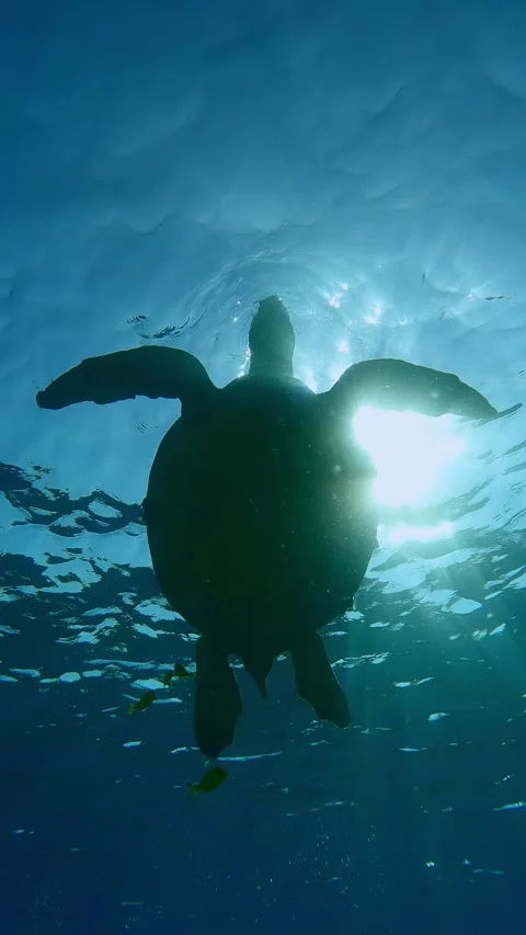 Bottom view of silhouette Sea Turtle swimming on water surface against sun in Stock Footage 305320393