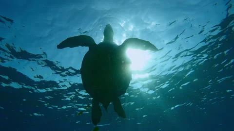 Bottom view of silhouette Sea Turtle swimming on water surface against sun in Stock Footage 311874672