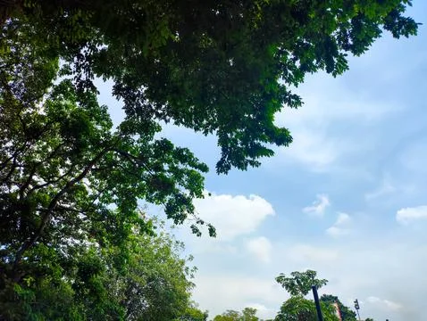 Bottom view of silhouettes of trees Stock Photos