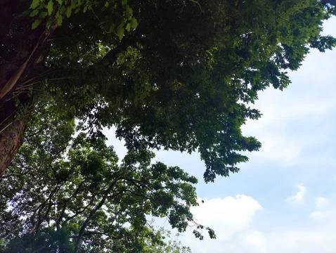 Bottom view of silhouettes of trees Stock Photos