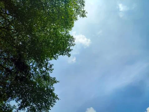 Bottom view of silhouettes of trees Stock Photos