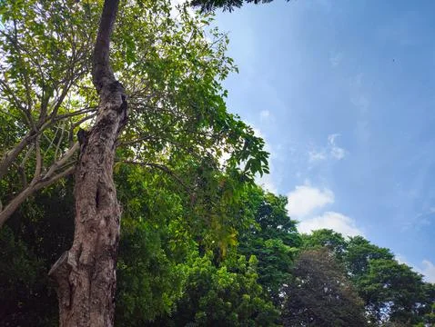 Bottom view of silhouettes of trees Stock Photos