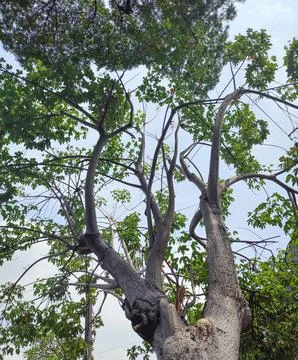 Bottom view of silhouettes of trees Stock Photos
