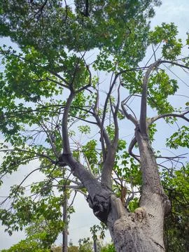 Bottom view of silhouettes of trees Stock Photos