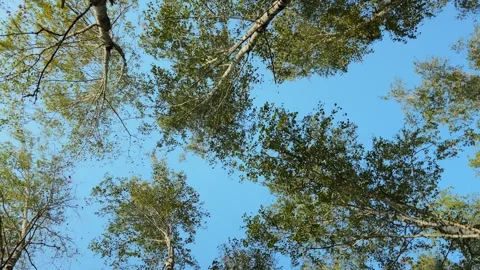 Bottom view of the silver birch trees in birch grove, low angle shot of tree Stock Footage 255671811