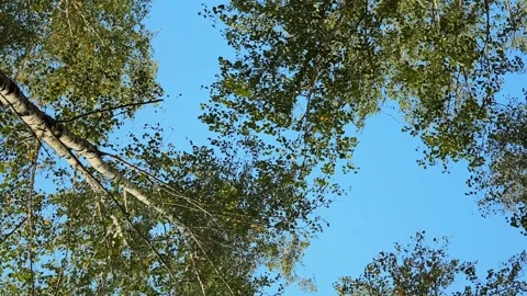 Bottom view of the silver birch trees in birch grove, low angle shot of tree Stock Footage 256994683