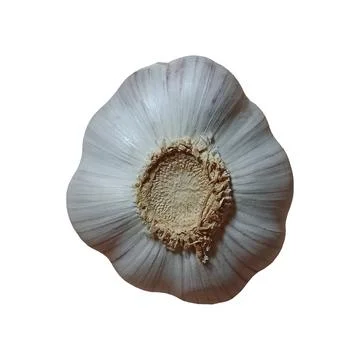 Bottom View of a Single Garlic Bulb Isolated on White Background Stock Photos