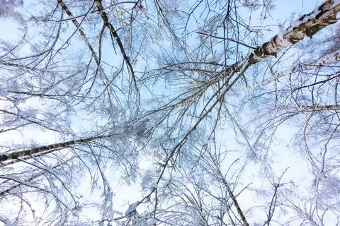 Bottom-up view of the sky and snow-covered tree branches of a winter forest. Stock Photos