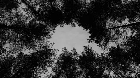 Bottom view to the sky in pine forest Stock-Fotos