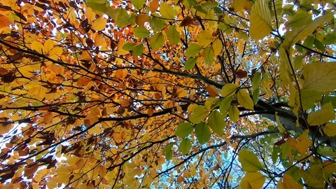 Bottom view of the sky through the branches of a tree with colorful foliage. A Stock Footage 119844514