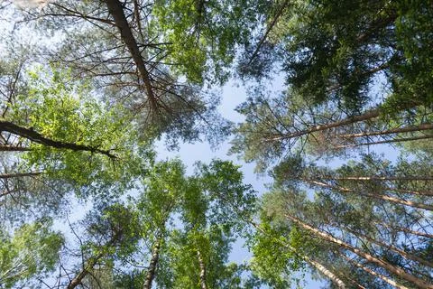 Bottom view of the sky through the crowns of trees in a pine forest. Horizont Stock Photos