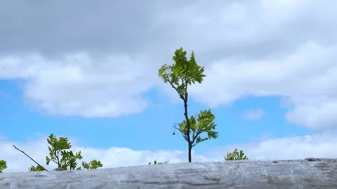 Bottom view to the sky through tree branches with young leaves, behind a wooden Stock Footage 126123742