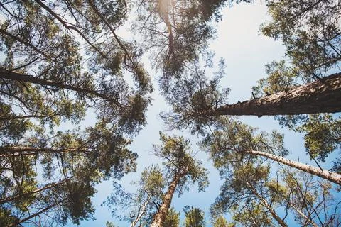 Bottom view of the sky through the trees Stock Photos
