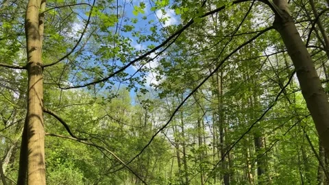 Bottom-up view of the sky before a thunderstorm through the green foliage of Stock Footage 240848765
