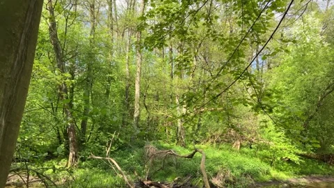 Bottom-up view of the sky before a thunderstorm through the green foliage of Stock Footage 240849072