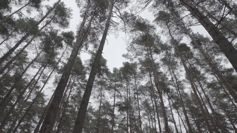 Bottom view slide in a forest Video stock 74696306