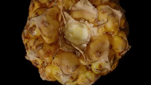 Bottom View of Small Pineapple Rotating and Falling in Macro Zoom with Fibrous Stock Footage 310670281