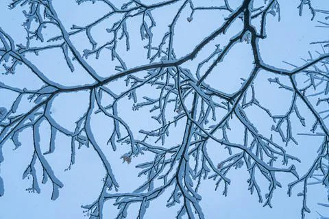 Bottom up view of snow-covered branches in winter forest. Stock Photos