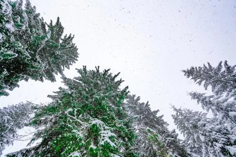 The bottom view on snow-covered tree 스톡 사진