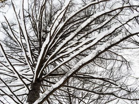 Bottom view of snow covered tree branch in forest Stock Photos