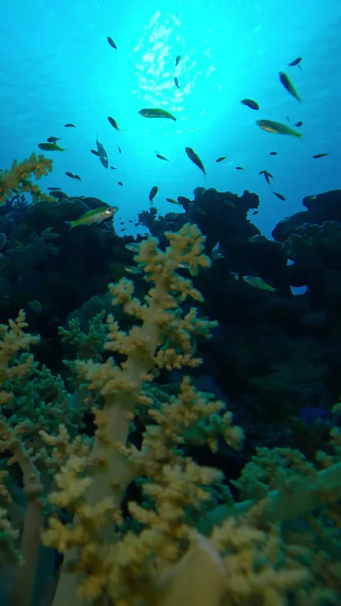 Bottom view of soft coral in backlit sunlight at sunset with many tropical Stock Footage 331806005