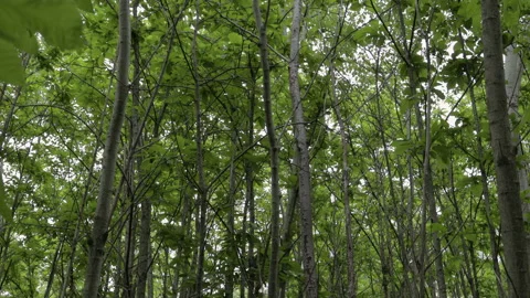 Bottom-up view of a spectacular green forest Stock Footage 130503542