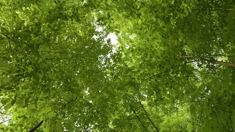 Bottom up view of spring green foliage of trees. Walk in park or forest with Stock Footage 169694028