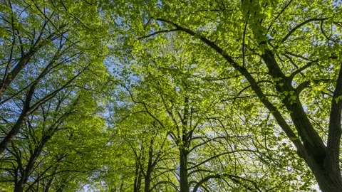 Bottom up view of spring green foliage of trees in park or forest against the Video stock 235786178