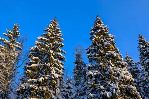 Bottom view of spruce trees in the snow against a dark blue sky Stock Photos