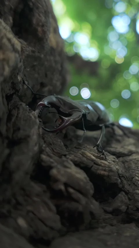 Bottom up view on Stag Beetle with big horns moving downward on tree branch, Stock Footage 336850766